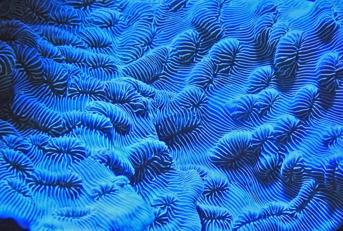 Abstract wave pattern